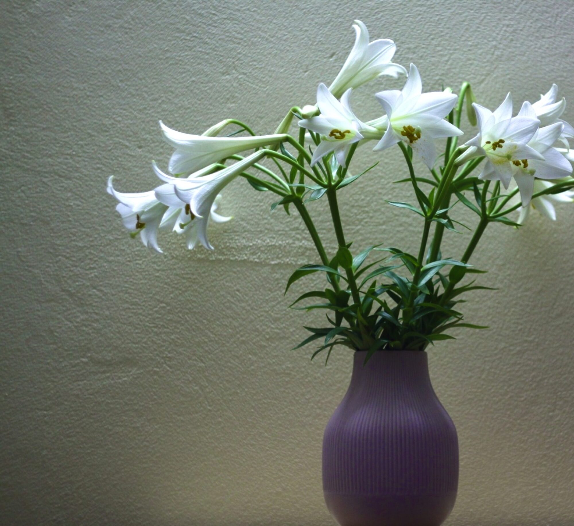 一日葬198,000税込