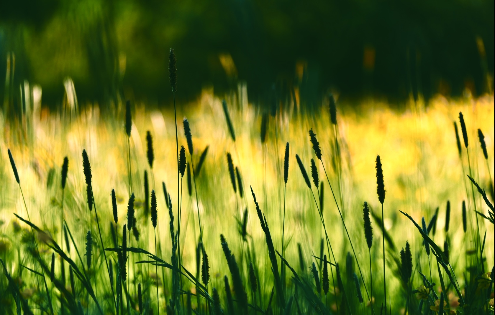 一日葬198,000税込